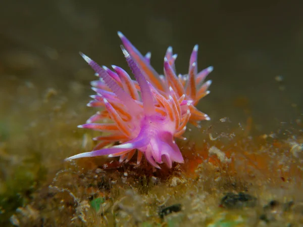 stock image Nudibranch Flabellina affinis from Cyprus 