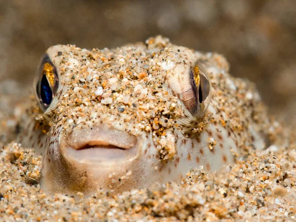 Χαριτωμένο Pufferfish Κρύβεται Στην Άμμο — Φωτογραφία Αρχείου