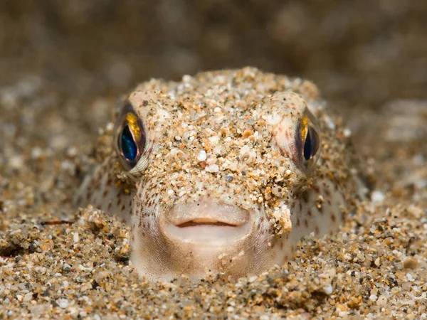 Pufferfish Bonito Escondido Areia — Fotografia de Stock