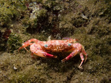 Yeşil gözlü sevimli pembe yengeç.