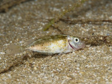 Ölü Dusky deniz tabanında spinefoot 