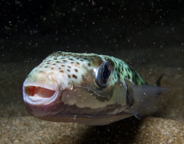 Lagocephalus sceleratus from Cyprus 