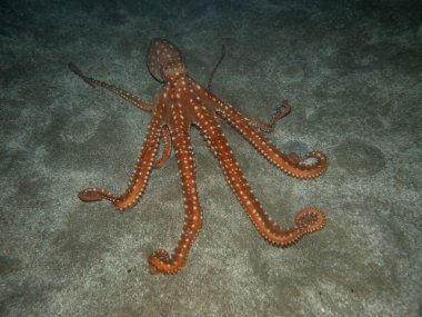 Kıbrıs 'tan Atlantik beyaz benekli ahtapot