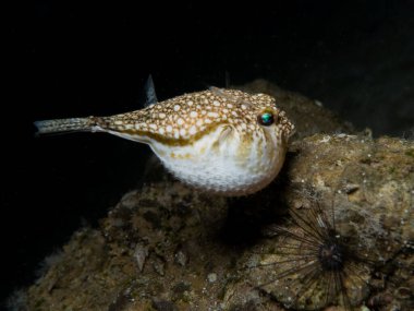 Yellow spotted puffer fish at night  clipart