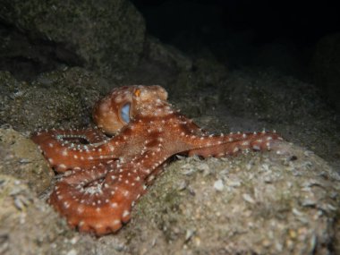 Atlantic white spotted octopus from Cyprus clipart