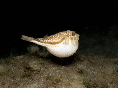 Yellow spotted puffer fish at night  clipart