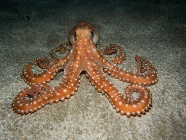 Atlantic white spotted octopus from Cyprus clipart