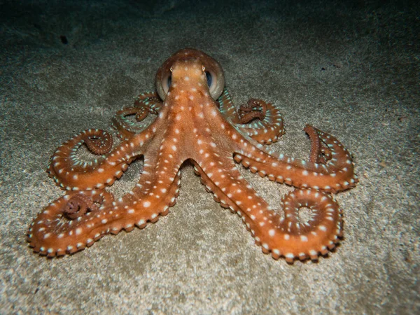 Atlantische Witte Octopus Gespot Uit Cyprus — Stockfoto