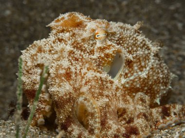 Bebek ahtapot gece oynuyor.