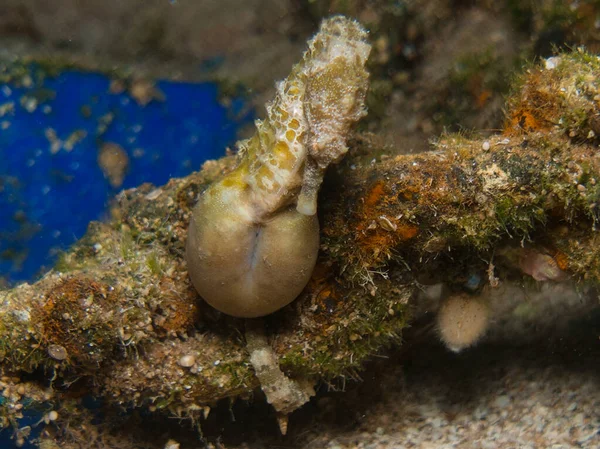 Cute yellow sea horse from Cyprus