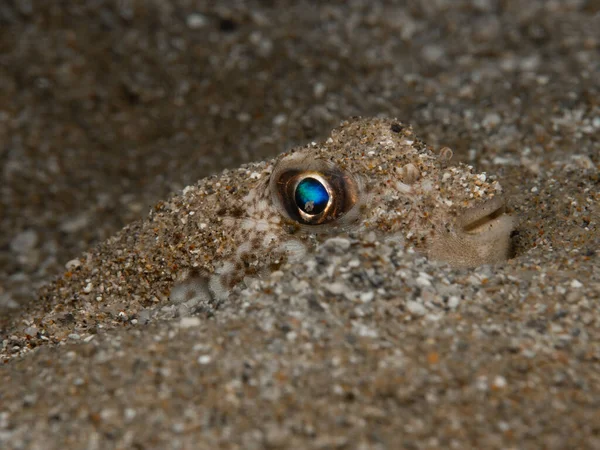 来自塞浦路斯的蓝眼睛琵琶鱼 — 图库照片