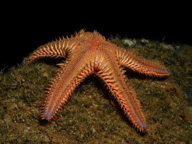 Comb sea star from Cyprus, Mediterranean Sea 