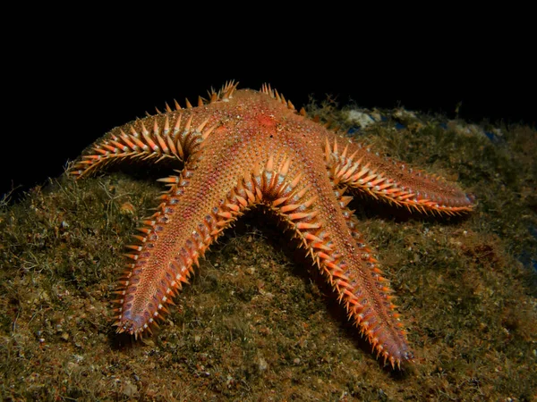Comb sea star from Cyprus, Mediterranean Sea