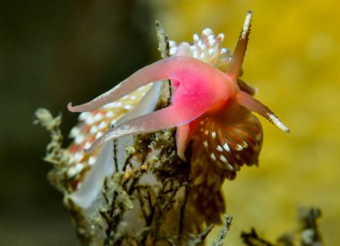 Şirin pembe çıplak Facelina Boston sosu.