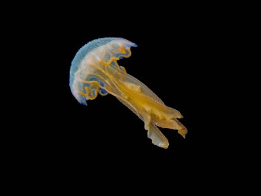 Geceleri sarı denizanası Pelagia noctiluca