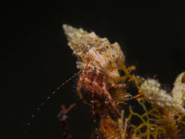 Kıbrıslı münzevi yengeç Clibanarius erythropus 
