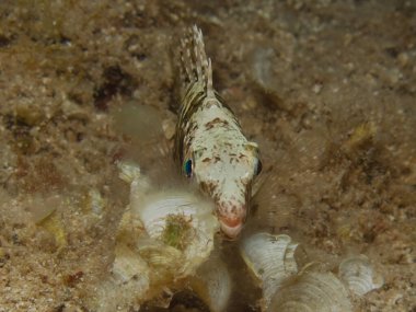 Siganus luridus during a night dive in Cyprus clipart