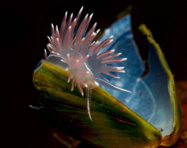 Jilet gibi keskin bir kenarda süzülüyordu.