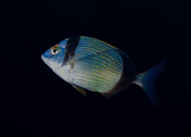 Kıbrıs, Akdeniz 'den diplodus vulgaris