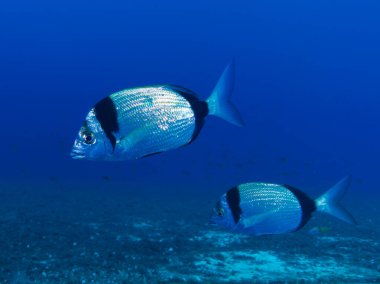 Kıbrıs, Akdeniz 'den diplodus vulgaris