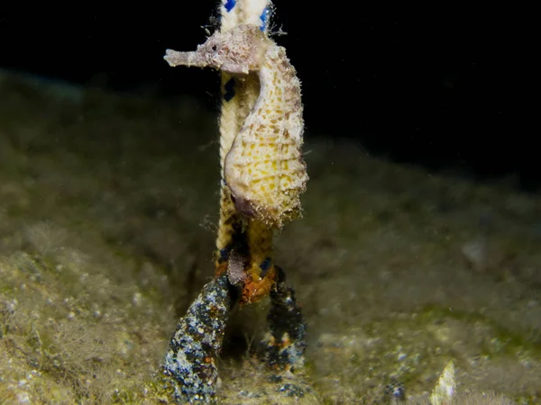 Гордый Морской Конёк Hippocampus Fuscus Кипра — стоковое фото