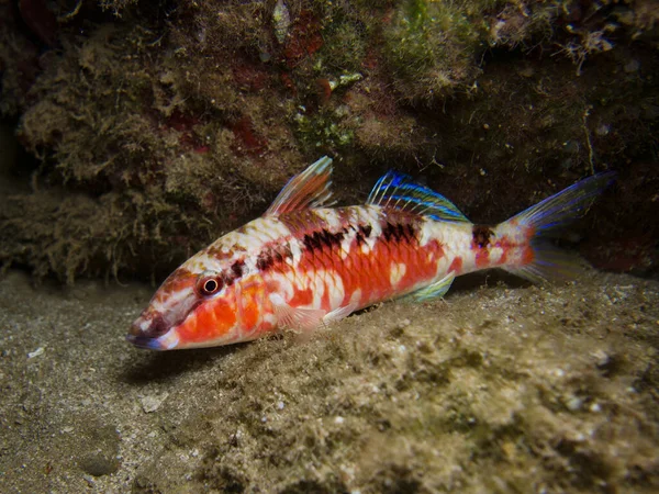 Pesce Capra Del Mar Rosso Che Riposa Notte — Foto Stock