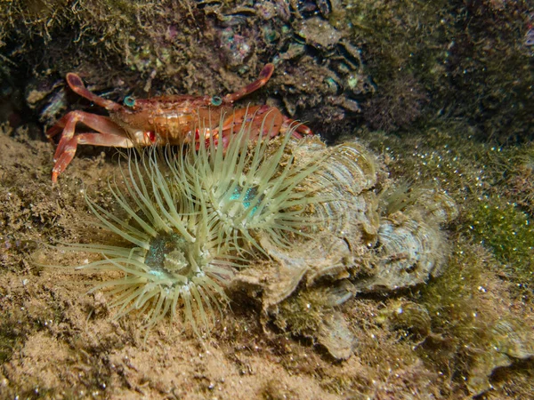 Kepiting Berenang Oranye Antara Anemon Laut — Stok Foto