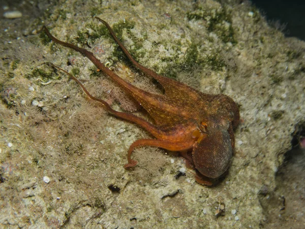 Gewöhnlicher Oktopus Octopus Vulgaris — Stockfoto
