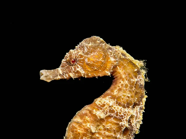 Gece Altın Deniz Atı