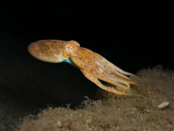 Светящийся золотой осьминог ночью