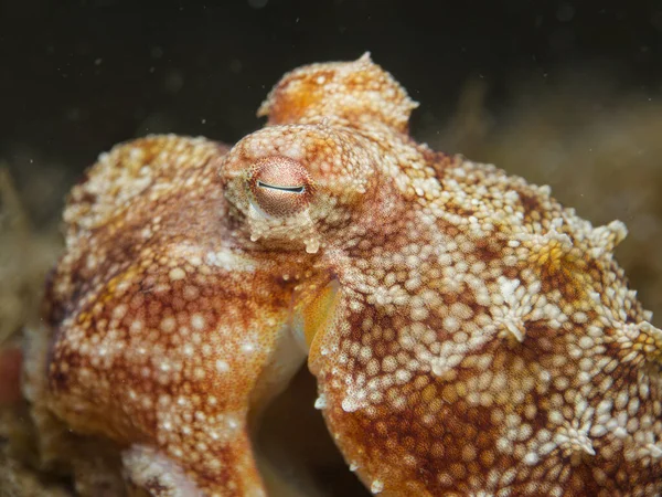 Chobotnice Vrcholu Kopce — Stock fotografie