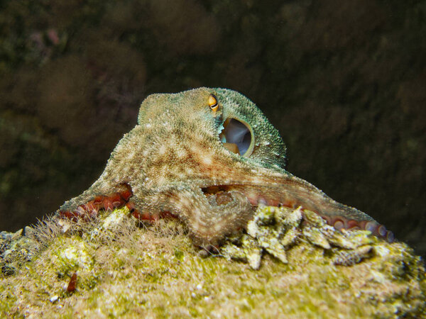 Осьминог на вершине холма