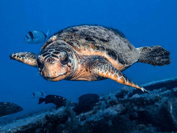 Happy turtle in the Mediterranean Sea