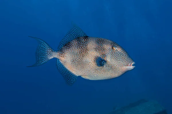 키프로스에서 들여온 물고기 — 스톡 사진