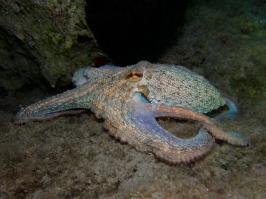 Gece sekiz kollu avcı