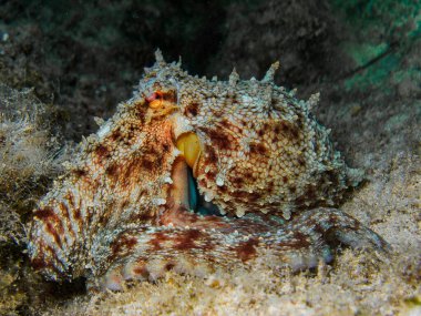Octopus in camouflage mode