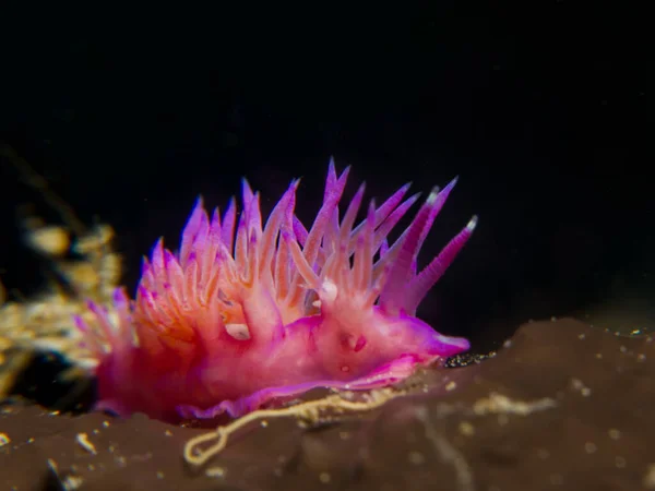 stock image Nudibranch Flabellina affinis on a brown sea sponge