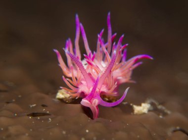 Kahverengi bir deniz süngeri üzerinde çıplak Flabellina.