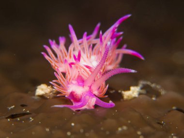 Kahverengi bir deniz süngeri üzerinde çıplak Flabellina.