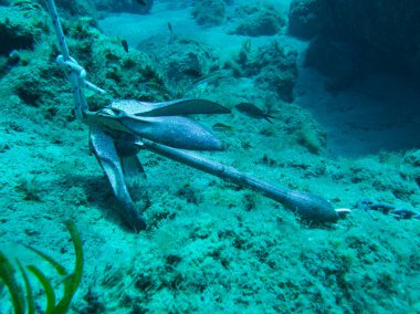 Folding grapnel anchor photographed underwater in Cyprus clipart