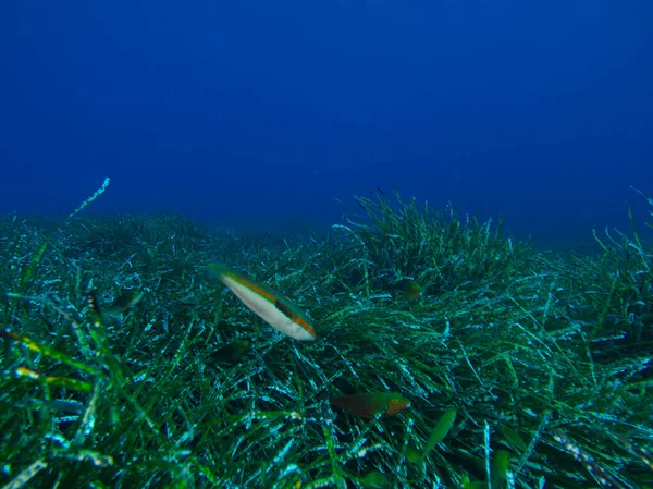 Seagrass Cyprus Mediterranean Sea — Stock Photo, Image