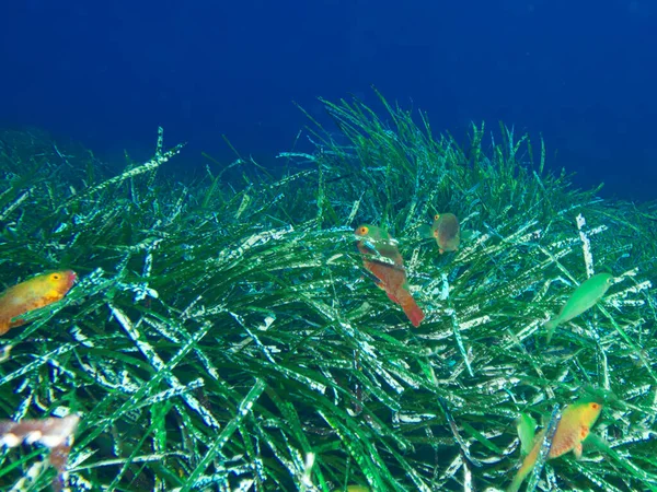 Akdeniz papağanı Seagrass 'da saklanıyor.