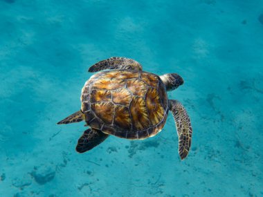 Green sea turtle cruising the Mediterranean 