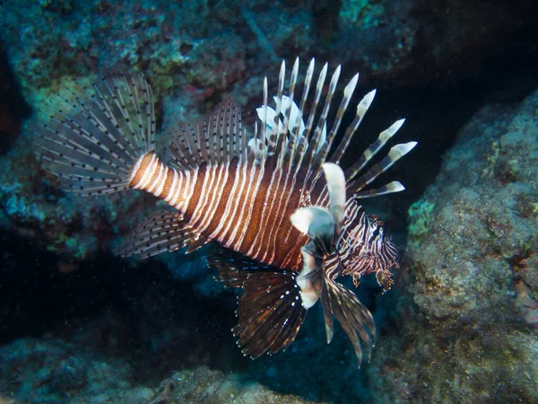 Lionfish Cyprus Mediterranean Sea —  Fotos de Stock