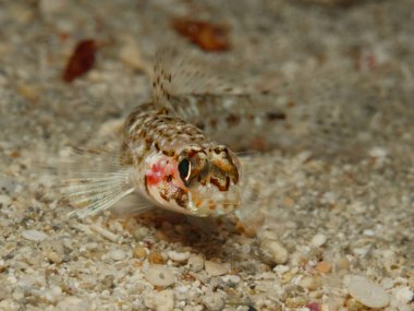 Young black goby from Cyprus clipart