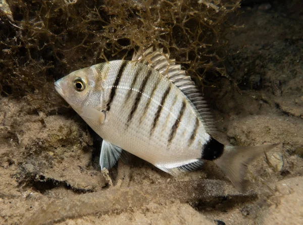 stock image White sea bream from Cyprus