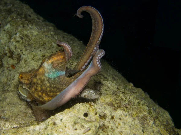 Octopus hunting at night in the sea of Cyprus