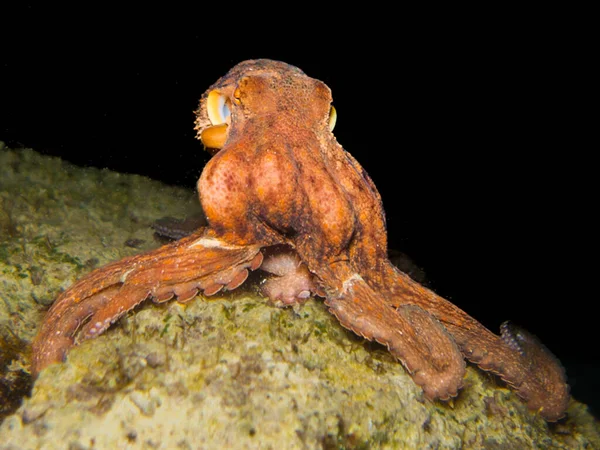 Octopus Hunting Night Sea Cyprus — Stock Photo, Image