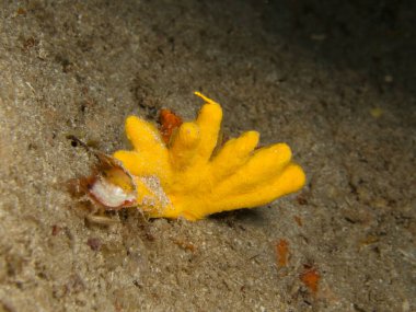 Kıbrıslı deniz süngeri Axinella verrugosa