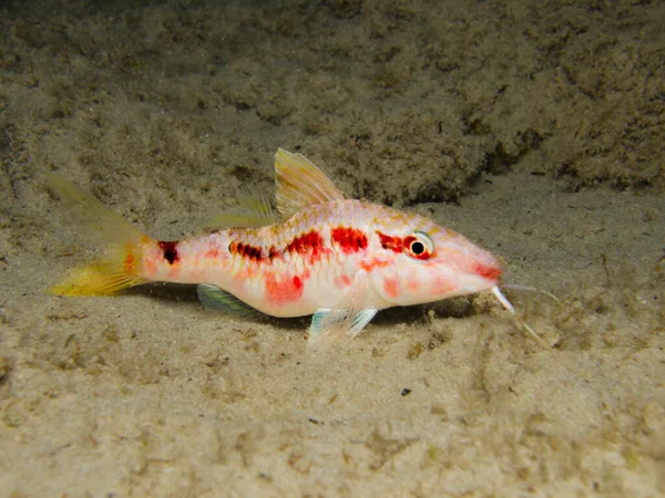 Kıbrıslı Deforme Keçi Balığı — Stok fotoğraf